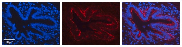 Anti-JAG2 antibody produced in rabbit affinity isolated antibody