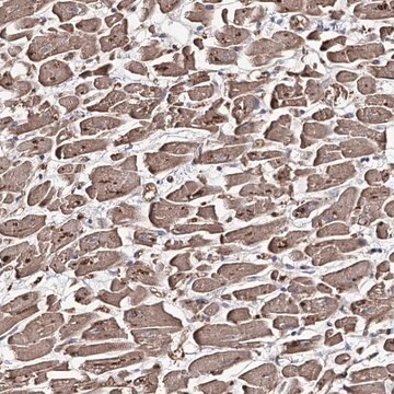 Anti-GBF1 antibody produced in rabbit Prestige Antibodies&#174; Powered by Atlas Antibodies, affinity isolated antibody, buffered aqueous glycerol solution