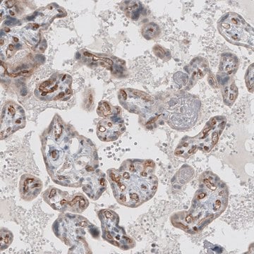 Monoclonal Anti-ADGRL4 antibody produced in mouse Prestige Antibodies&#174; Powered by Atlas Antibodies, clone CL4164, purified immunoglobulin