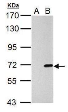 Anti-Cre antibody produced in rabbit affinity isolated antibody, buffered aqueous solution