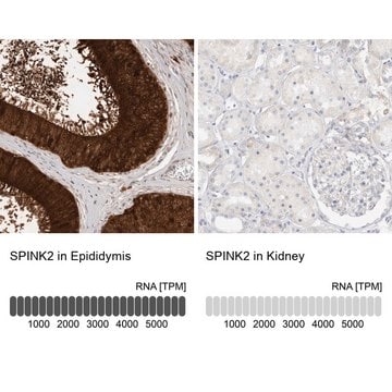 Anti-SPINK2 antibody produced in rabbit Prestige Antibodies&#174; Powered by Atlas Antibodies, affinity isolated antibody, buffered aqueous glycerol solution