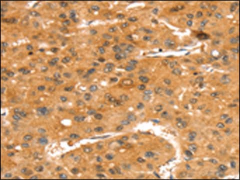 Anti-SLC24A4 affinity isolated antibody