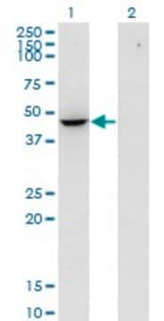 Monoclonal Anti-FLOT2, (N-terminal) antibody produced in mouse clone 3G6, purified immunoglobulin, buffered aqueous solution