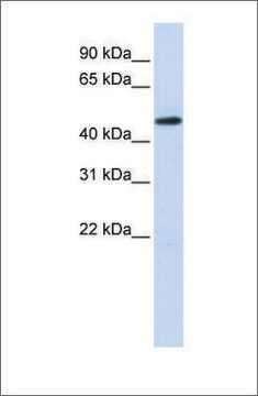 Anti-TEAD2 antibody produced in rabbit affinity isolated antibody, lyophilized powder