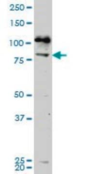 Monoclonal Anti-NEK5, (C-terminal) antibody produced in mouse clone 7G2, purified immunoglobulin, buffered aqueous solution