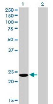 Anti-COMMD3 antibody produced in mouse purified immunoglobulin, buffered aqueous solution