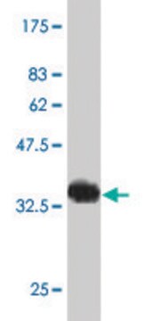 Monoclonal Anti-HAND2 antibody produced in mouse clone 4H8, purified immunoglobulin, buffered aqueous solution