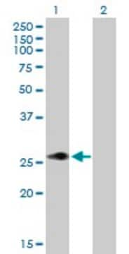 Anti-MLX antibody produced in mouse purified immunoglobulin, buffered aqueous solution