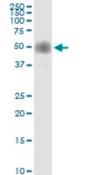 Anti-CD2 antibody produced in rabbit purified immunoglobulin, buffered aqueous solution