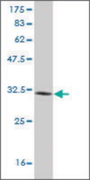 ANTI-LMO3 antibody produced in mouse clone 2D6, purified immunoglobulin, buffered aqueous solution