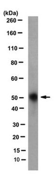 Anti-GPVI Antibody, clone 8A2, Detection Antibody clone 8A2, from rat