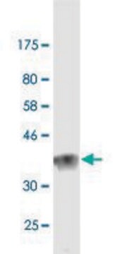 Monoclonal Anti-LAMA2, (C-terminal) antibody produced in mouse clone 1A7, purified immunoglobulin, buffered aqueous solution