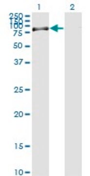 Monoclonal Anti-RASGRP2 antibody produced in mouse clone 3D8, purified immunoglobulin, buffered aqueous solution