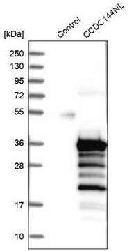 Anti-CCDC144NL antibody produced in rabbit Prestige Antibodies&#174; Powered by Atlas Antibodies, affinity isolated antibody, buffered aqueous glycerol solution