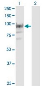 Monoclonal Anti-RBM12, (C-terminal) antibody produced in mouse clone 1D12, purified immunoglobulin, buffered aqueous solution