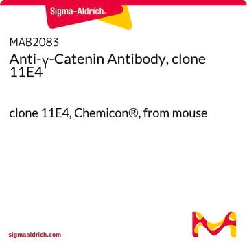 Anti-&#947;-Catenin Antibody, clone 11E4 clone 11E4, Chemicon&#174;, from mouse