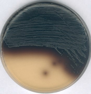 GranuCult&#174; Plus-Kanamycin-Äsculin-Azid-Agar for Enterococcus spp., suitable for microbiology