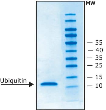 Ubiquitin human recombinant, expressed in E. coli (N-terminal histidine tagged)