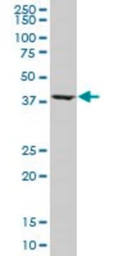 Monoclonal Anti-ASNA1, (C-terminal) antibody produced in mouse clone 5A3, purified immunoglobulin, buffered aqueous solution