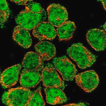 Anti-Cited2 Antibody Produced In Rabbit Prestige Antibodies&#174; Powered by Atlas Antibodies, affinity isolated antibody, buffered aqueous glycerol solution