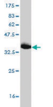 Monoclonal Anti-JPH1 antibody produced in mouse clone 2E6, purified immunoglobulin, buffered aqueous solution