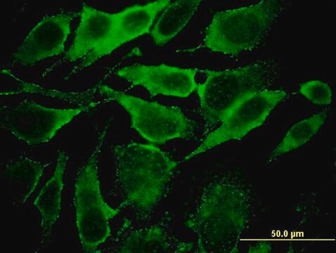 Monoclonal Anti-YKT6, (C-terminal) antibody produced in mouse clone 1F8, purified immunoglobulin, buffered aqueous solution