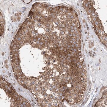 Anti-C12orf4 antibody produced in rabbit affinity isolated antibody, buffered aqueous glycerol solution