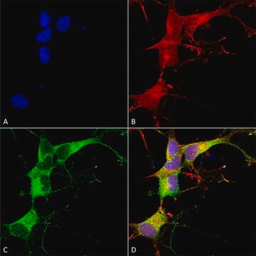 Monoclonal Anti-Eaac1 - Atto 594 antibody produced in mouse clone S180-41, purified immunoglobulin