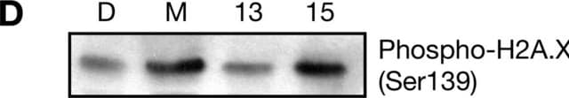 Anticorpo anti-fosfohistona H2A.X (Ser139), clone JBW301 clone JBW301, Upstate&#174;, from mouse