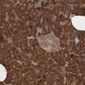 Anti-AGBL3 antibody produced in rabbit Prestige Antibodies&#174; Powered by Atlas Antibodies, affinity isolated antibody, buffered aqueous glycerol solution, Ab2