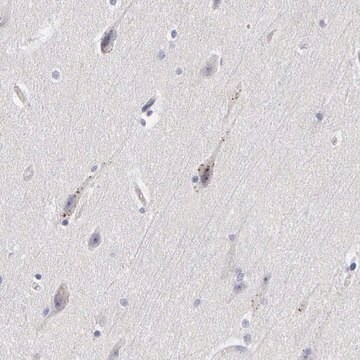 ANTI-ELFN2 antibody produced in rabbit Prestige Antibodies&#174; Powered by Atlas Antibodies, affinity isolated antibody, buffered aqueous glycerol solution