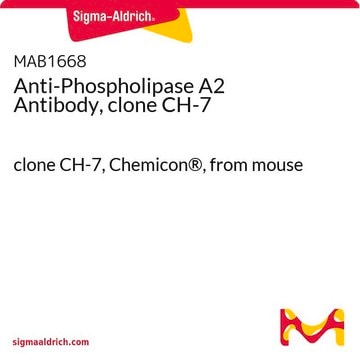 Anti-Phospholipase A2 Antibody, clone CH-7 clone CH-7, Chemicon&#174;, from mouse