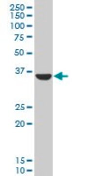 Anti-AKR1C3 antibody produced in mouse purified immunoglobulin, buffered aqueous solution