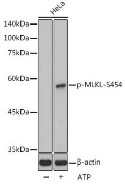 Anti-Phospho-MLKL-S454 antibody produced in rabbit