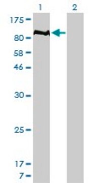 Monoclonal Anti-PTPN22 antibody produced in mouse clone 4F6, purified immunoglobulin, buffered aqueous solution