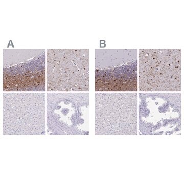 Anti-ERMN antibody produced in rabbit Prestige Antibodies&#174; Powered by Atlas Antibodies, affinity isolated antibody, buffered aqueous glycerol solution