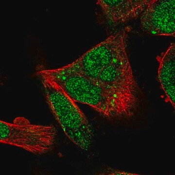 Anti-RUFY1 antibody produced in rabbit Prestige Antibodies&#174; Powered by Atlas Antibodies, affinity isolated antibody, buffered aqueous glycerol solution