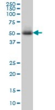 ANTI-MEF2A antibody produced in mouse clone 1C4, purified immunoglobulin, buffered aqueous solution