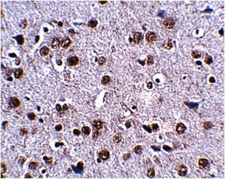 Anti-LRFN4 Antibody from rabbit, purified by affinity chromatography