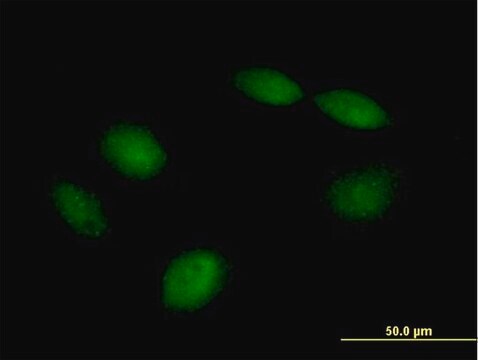 Anti-PHF21B antibody produced in mouse purified immunoglobulin, buffered aqueous solution