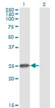 Monoclonal Anti-ZNF313 antibody produced in mouse clone S2, purified immunoglobulin, buffered aqueous solution