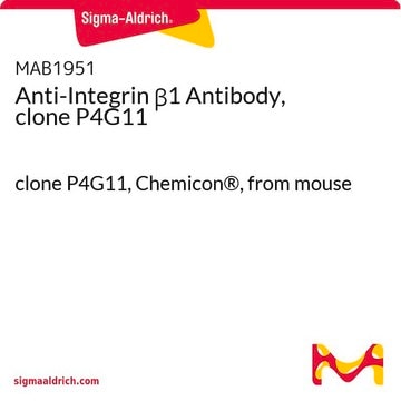 Anti-Integrin &#946;1 Antibody, clone P4G11 clone P4G11, Chemicon&#174;, from mouse