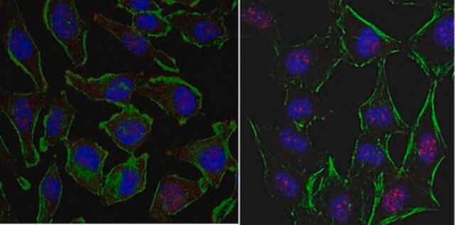 Anti-EGR1 Antibody, clone 16A10.1 clone 16A10.1, from mouse