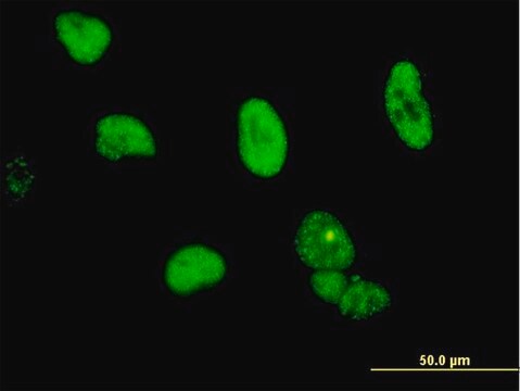 Monoclonal Anti-CPSF6 antibody produced in mouse clone 3F11, purified immunoglobulin, buffered aqueous solution