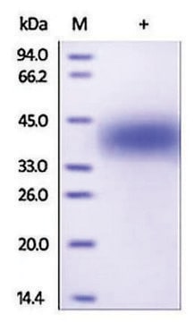 LIF human recombinant, expressed in HEK 293 cells, &#8805;95% (SDS-PAGE)