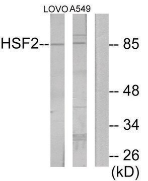 Anti-HSF2 antibody produced in rabbit affinity isolated antibody