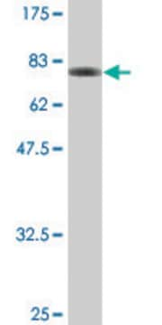 Monoclonal Anti-GPT antibody produced in mouse clone 1F10, ascites fluid