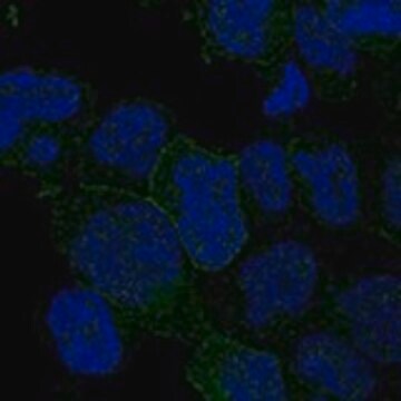 Anti-ITK antibody produced in rabbit Prestige Antibodies&#174; Powered by Atlas Antibodies, affinity isolated antibody, buffered aqueous glycerol solution