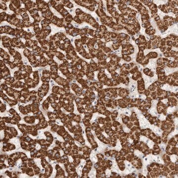 Anti-LCORL antibody produced in rabbit Prestige Antibodies&#174; Powered by Atlas Antibodies, affinity isolated antibody, buffered aqueous glycerol solution, ab1