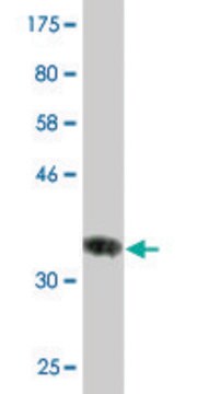 Monoclonal Anti-HSD17B8 antibody produced in mouse clone 4F1, purified immunoglobulin, buffered aqueous solution